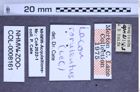 Etikette zu Lacon rorulentus (LeConte, 1859) (NHMW-ZOO-COL-0008161)